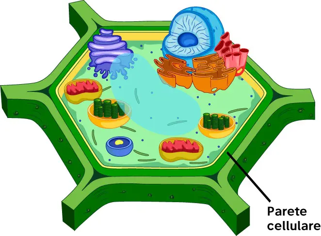 05e06db1-e77c-48f9-a5bf-9c63e4ac5f77_cellula-vegetale-parete-cellulare.jpg