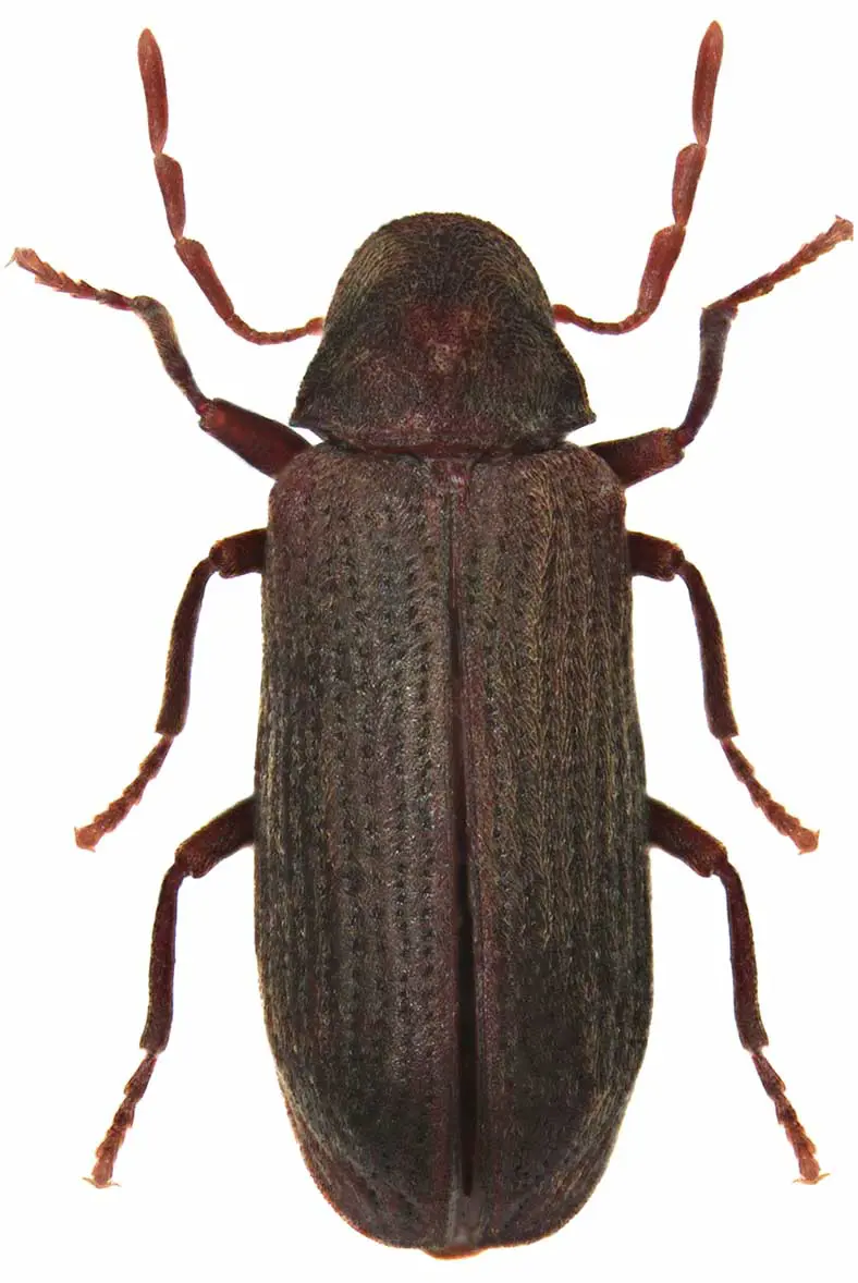 Anobium punctatum