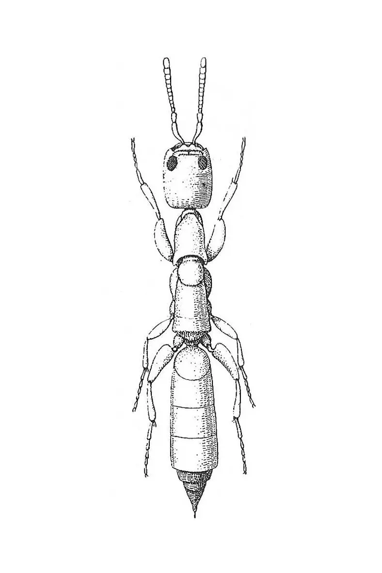 Scleroderma domesticum