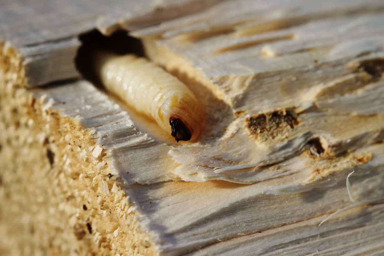 Larva di tarlo nel legno