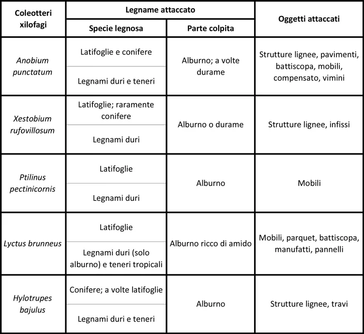 Legno e oggetti attaccati dai tarli