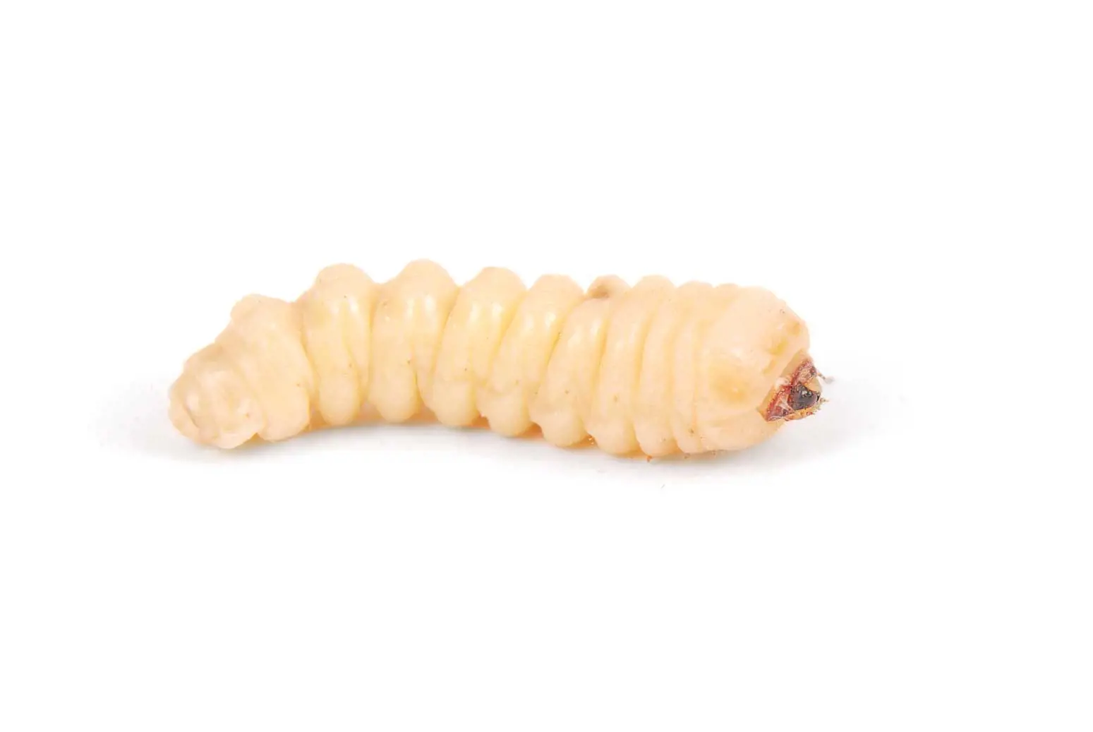 Larva di tarlo