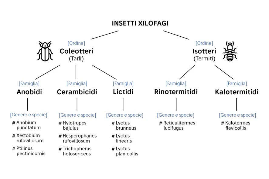 Classificazione insetti xilofagi