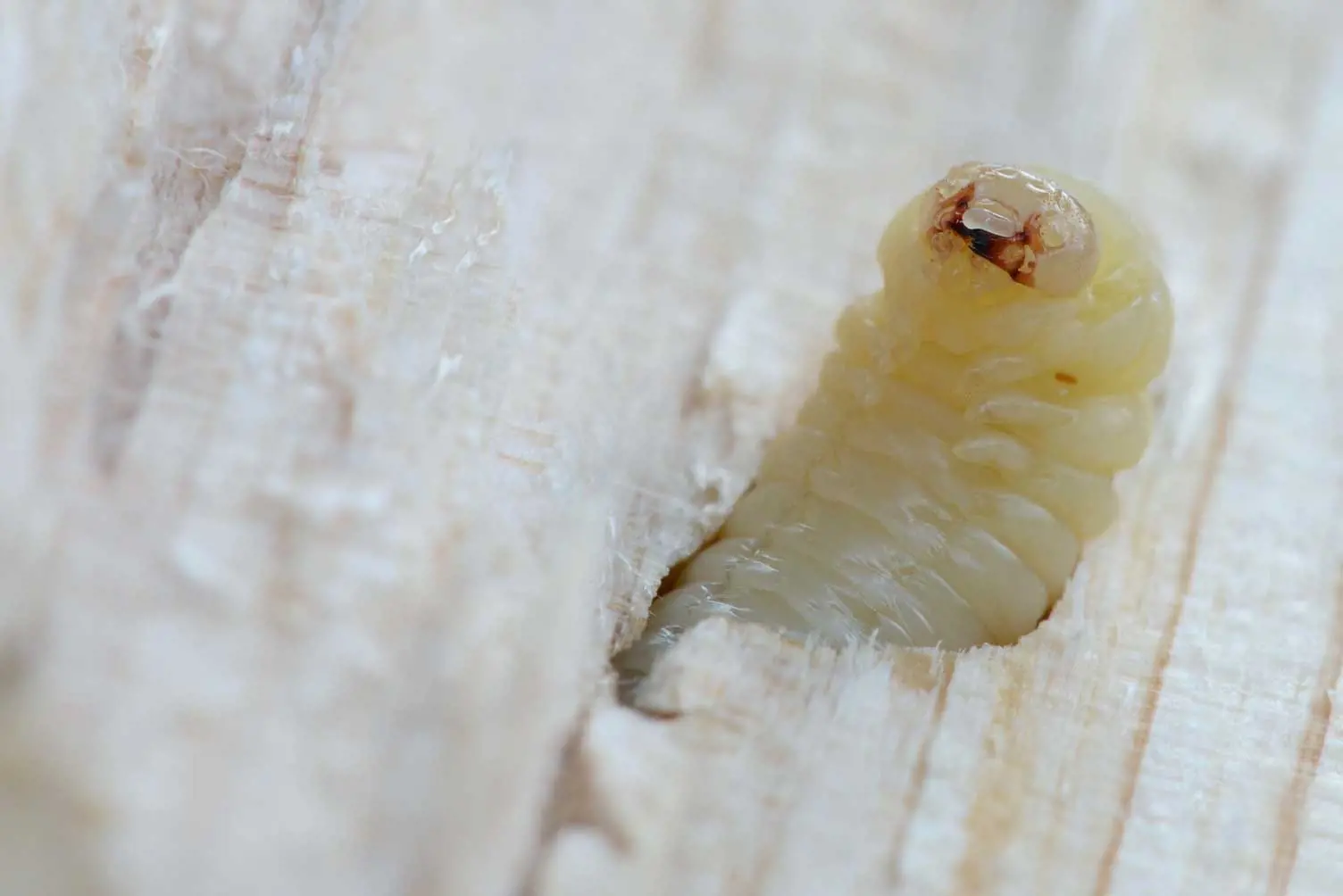 Larva di insetto xilofago.jpg